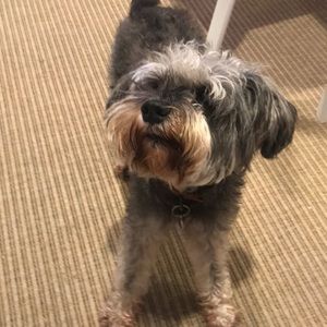 Meet your Posher, Giovanni